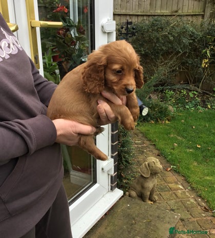 Cocker Spaniel dogs - Advert 5