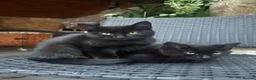 Mixed Breed cats for sale: 3 domestic shorthairs  - Advert 3