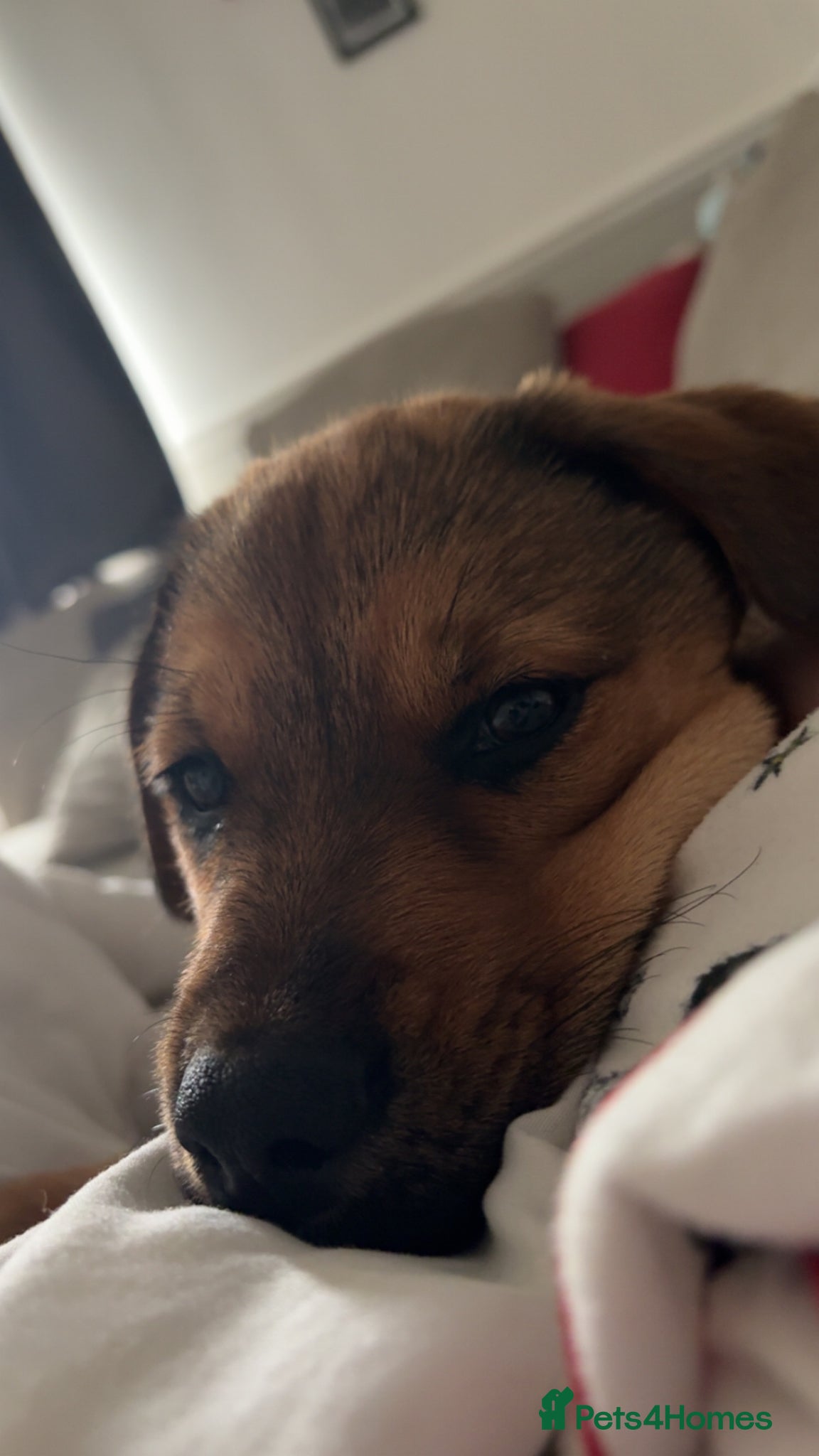 Mixed Breed dogs for sale: Skye our Rottweiler mixed female puppy - Advert 11