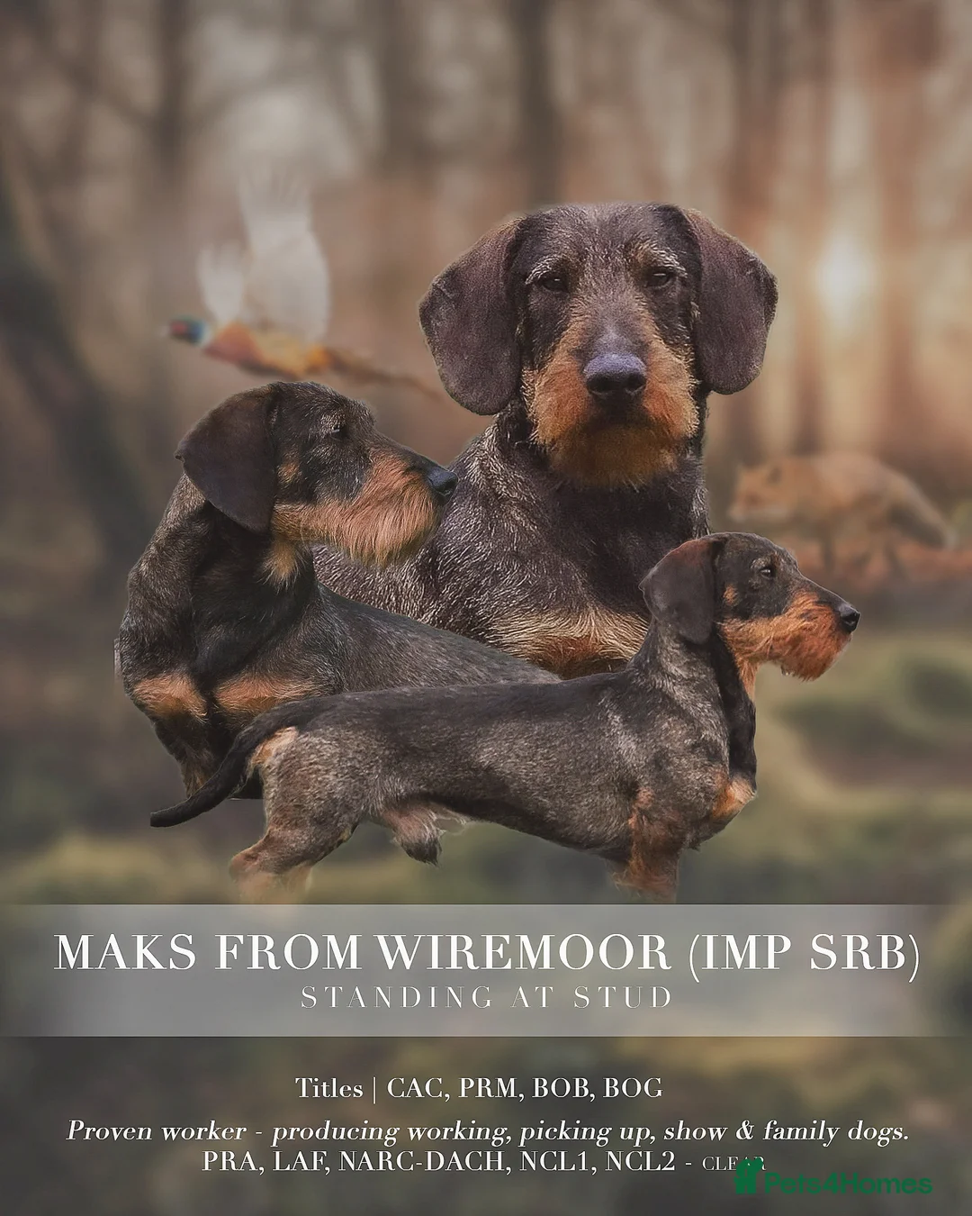 Dachshund dogs for stud: CH health tested Teckel Stud  in Skipton - Advert 3