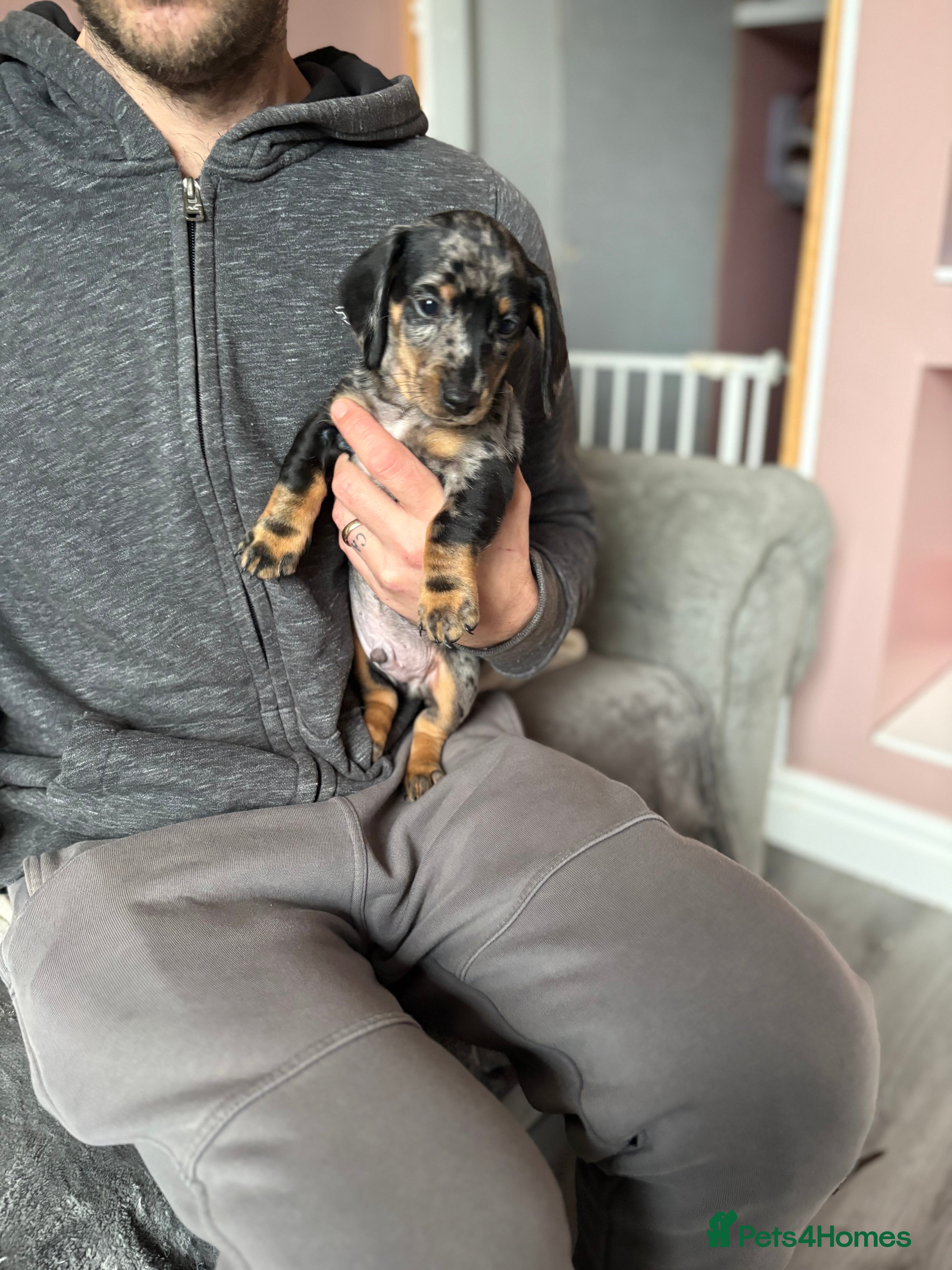 Miniature Dachshund dogs Miniature dachshund  - Advert 14