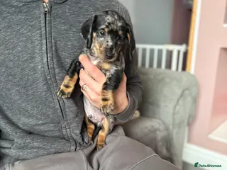 Miniature Dachshund dogs Miniature dachshund - Advert 14