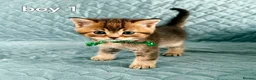 Scottish Fold cats for sale: Adorable 6 Scottish fold kittens  - Advert 3