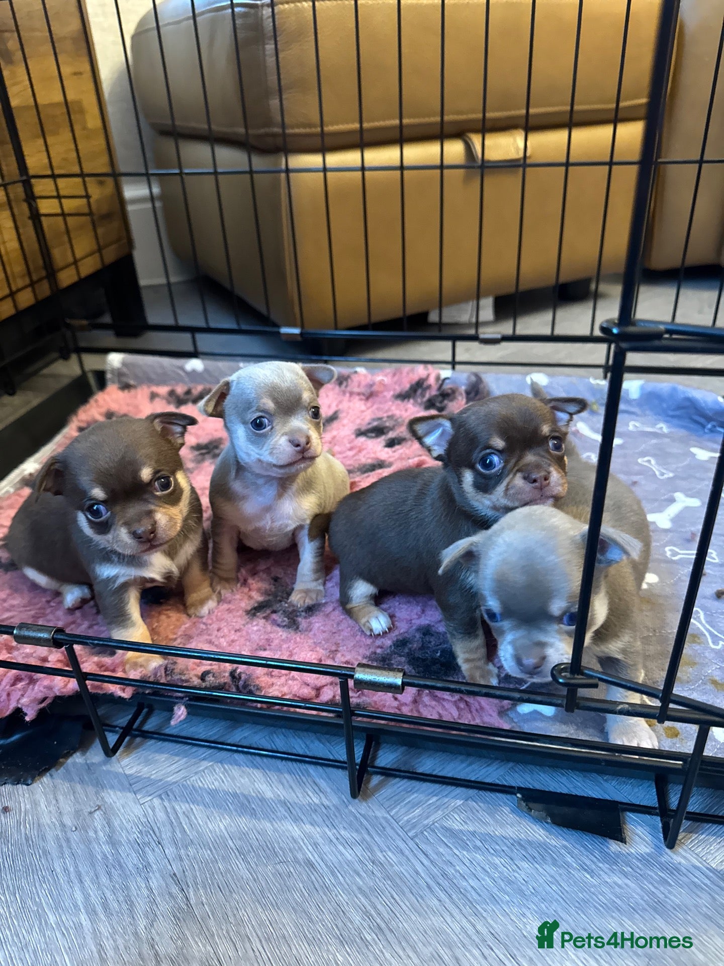 Chihuahua dogs for sale: 🐶Stunning KC Registered Chihuahua puppies 🐶  - Advert 8
