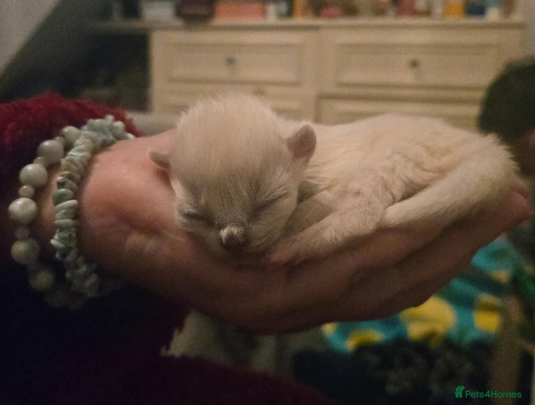 Ragdoll cats for sale: Seven gorgeous purebred ragdoll mitted kittens  - Advert 9