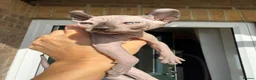 Sphynx cats for sale: Stunning sphinx kittens ready now - Advert 17