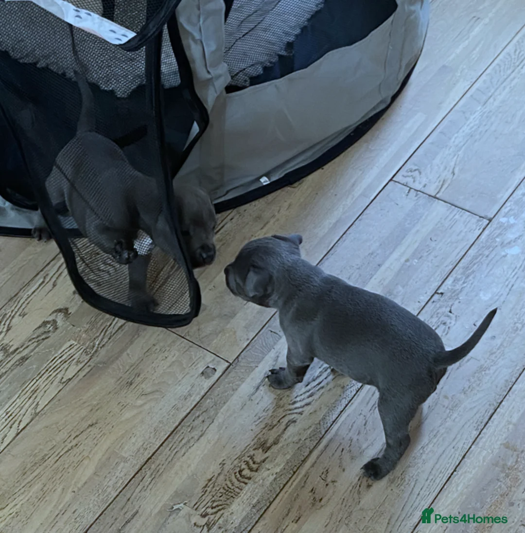 Staffordshire Bull Terrier dogs for sale: Blue Staffordshire Bull Terriers  in Swansea - Advert 2