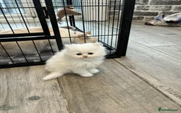 Persian cats for sale: Persian x kittens , 2 separate litters - Advert 33