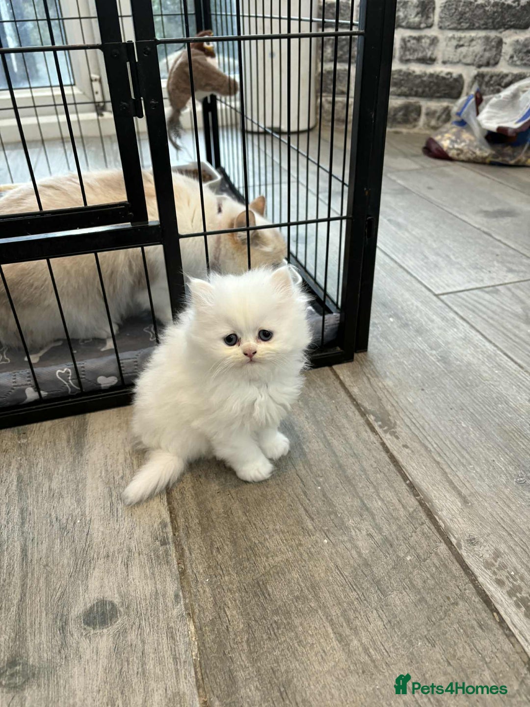 Persian cats for sale: Persian x kittens , 2 separate litters - Advert 33