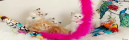 Ragdoll cats for sale: BEAUTIFUL CROSS RAGDOLL/PERSIAN 😻😻😻😻  - Advert 1
