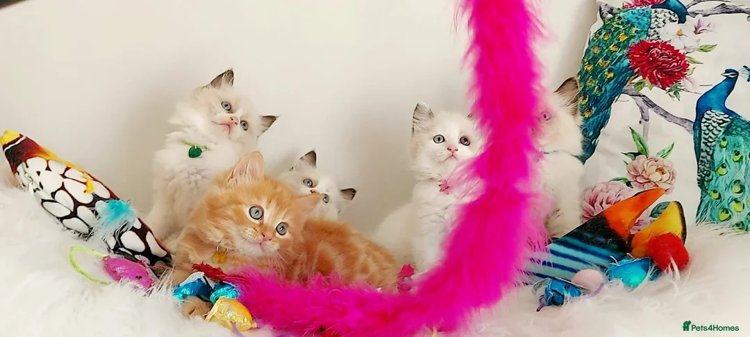 Ragdoll cats for sale: BEAUTIFUL CROSS RAGDOLL/PERSIAN 😻😻😻😻  - Advert 1