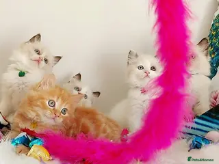 Ragdoll cats BEAUTIFUL CROSS RAGDOLL/PERSIAN 😻😻😻😻 - Advert 1