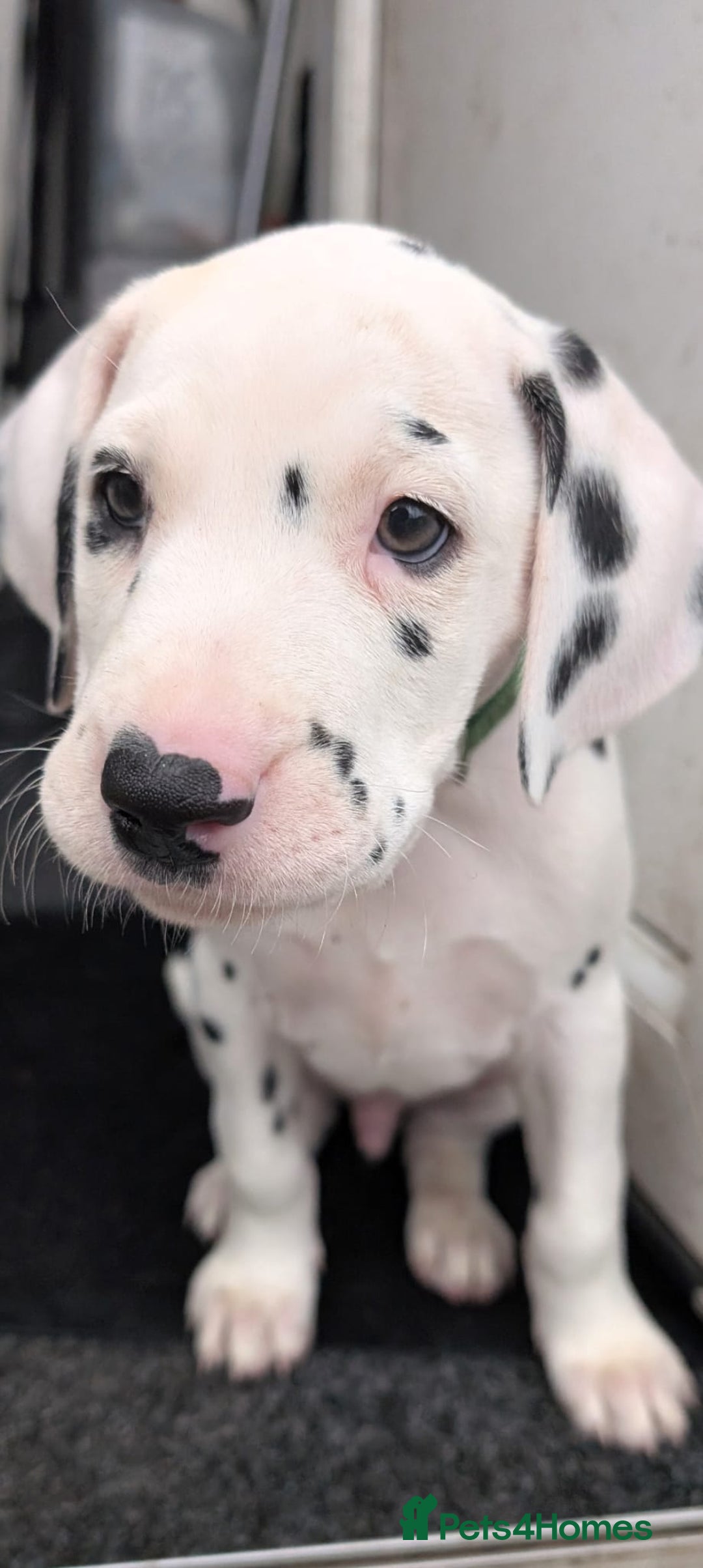 Dalmatian dogs for sale: Dalmatian puppies KC registered last 1 remaining - Advert 9