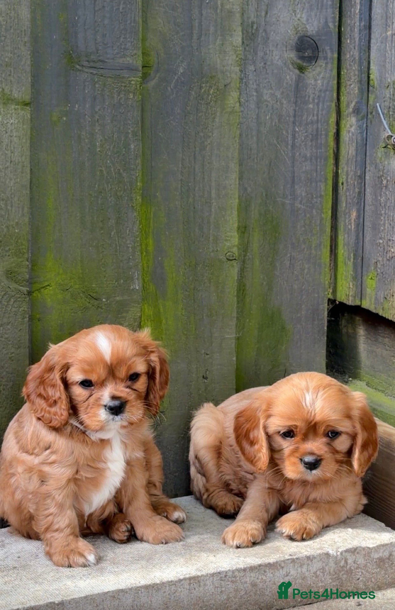 Cavalier King Charles Spaniel dogs 1x FEMALE KC stunning CKCS Ruby ❤️  - Advert 11