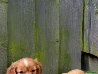Cavalier King Charles Spaniel dogs 1x FEMALE KC stunning CKCS Ruby ❤️ - Advert 11