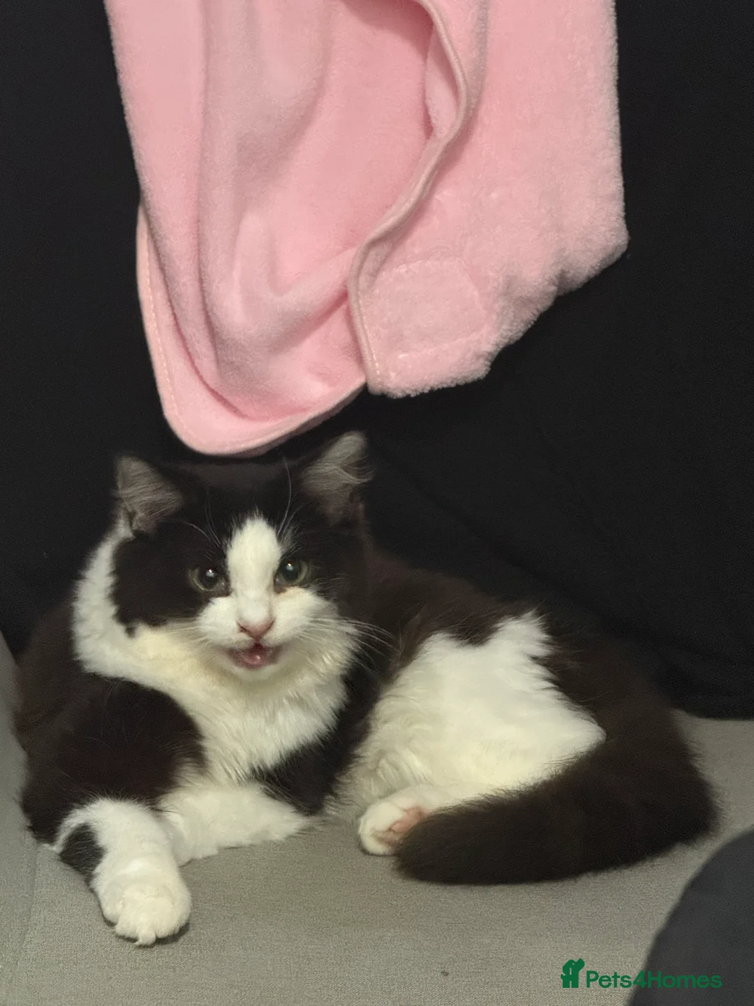 British Longhair cats for sale: Long hair female cat - Advert 5