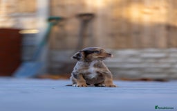 Cocker Spaniel dogs for sale: Cocker spaniel puppies  - Advert 20