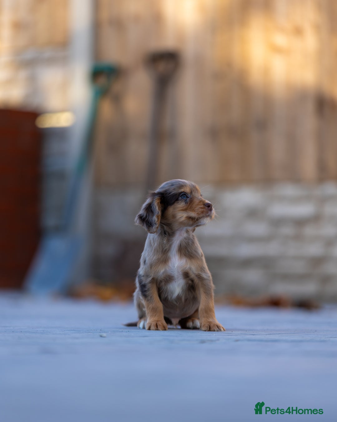 Cocker Spaniel dogs for sale: Cocker spaniel puppies  - Advert 20