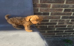 Cockapoo dogs for sale: Puppies  - Image 10