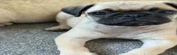 Pug dogs for sale: Male pug puppy  - Advert 4