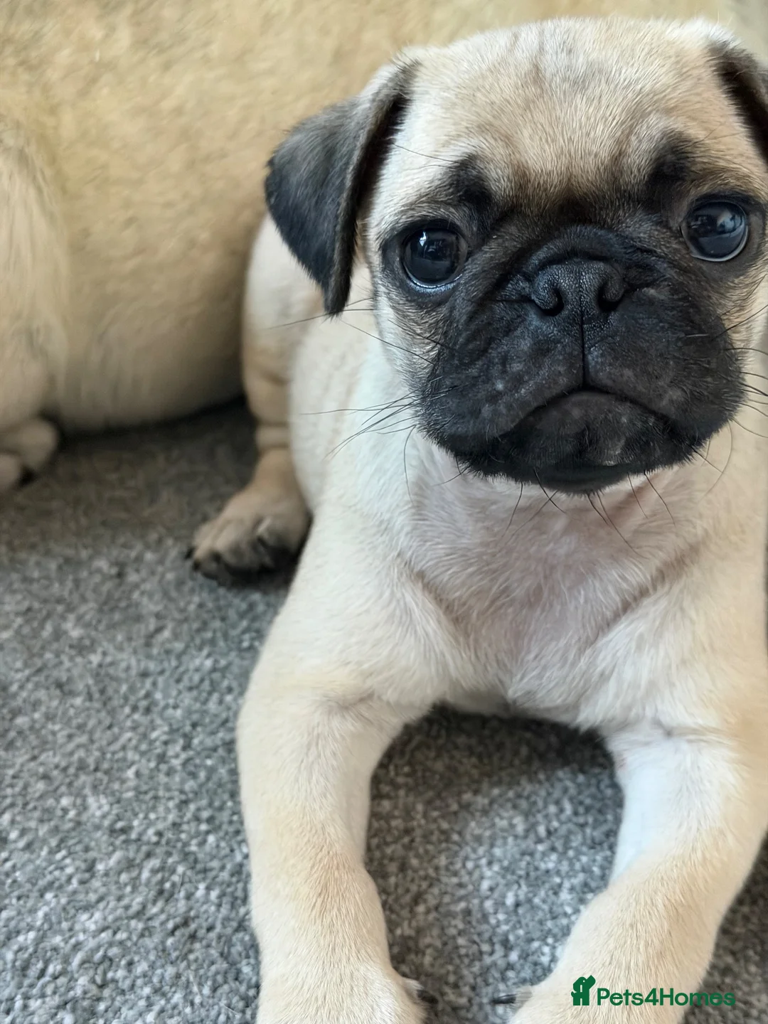 Pug dogs for sale: Male pug puppy  - Advert 4