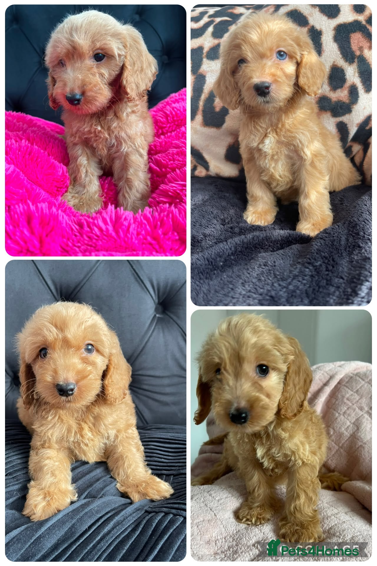 Cockapoo dogs Cockerpoo Puppies  - Advert 1