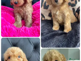 Cockapoo dogs Cockerpoo Puppies - Advert 1