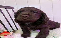 Cocker Spaniel dogs for sale: Stunning male cocker spaniel puppy pedigree - Image 11