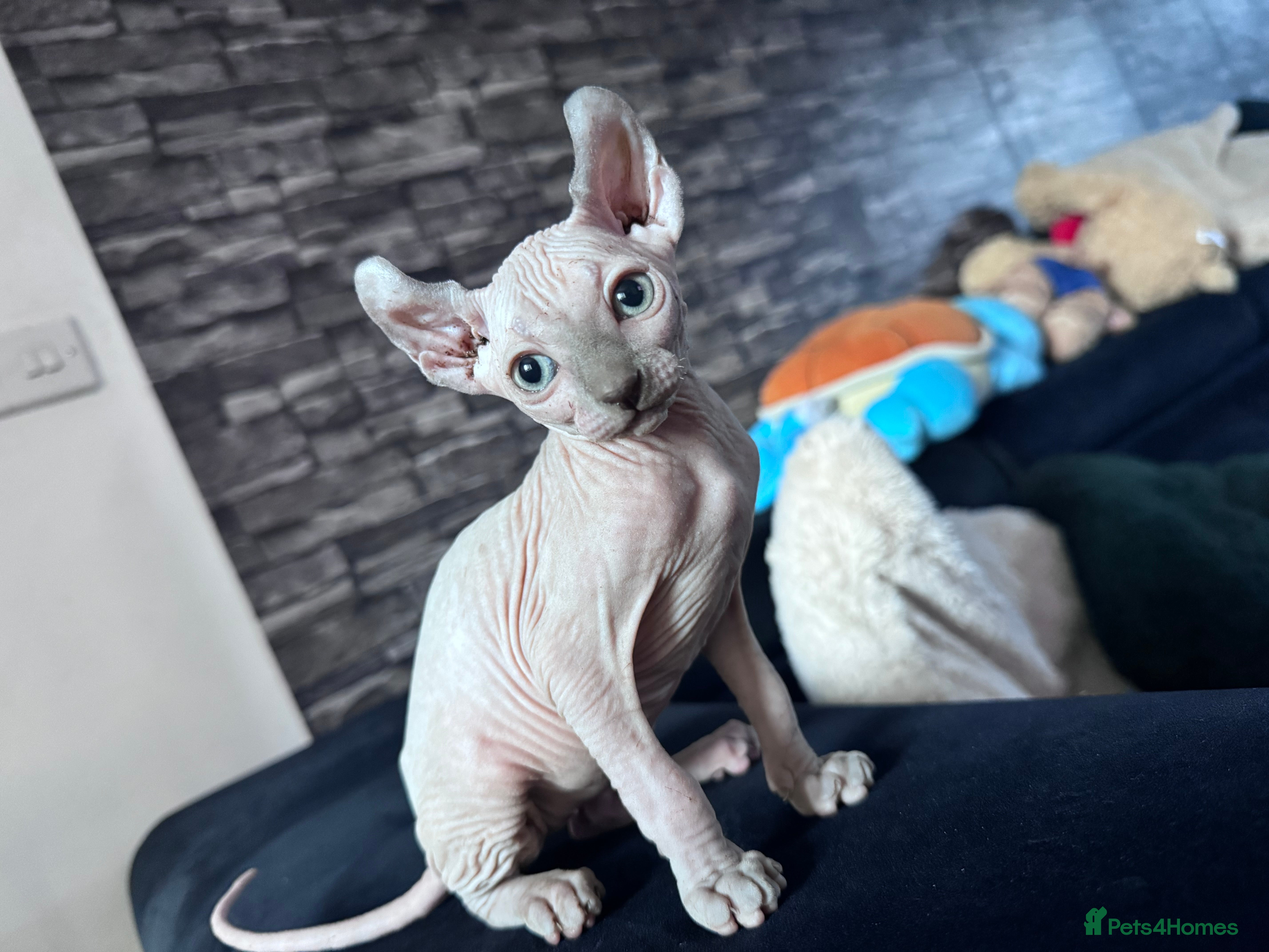 Sphynx cats 🐈‍⬛🐾 Sphynx elf's / Canadian kittens  - Advert 2