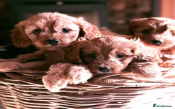 Cavapoo dogs for sale: Beautiful Cavapoo Pups  - Image 1