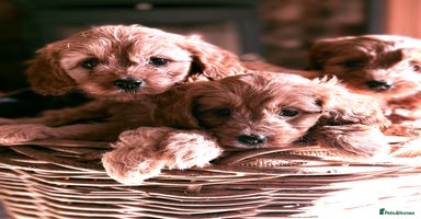 Cavapoo dogs - Advert 2