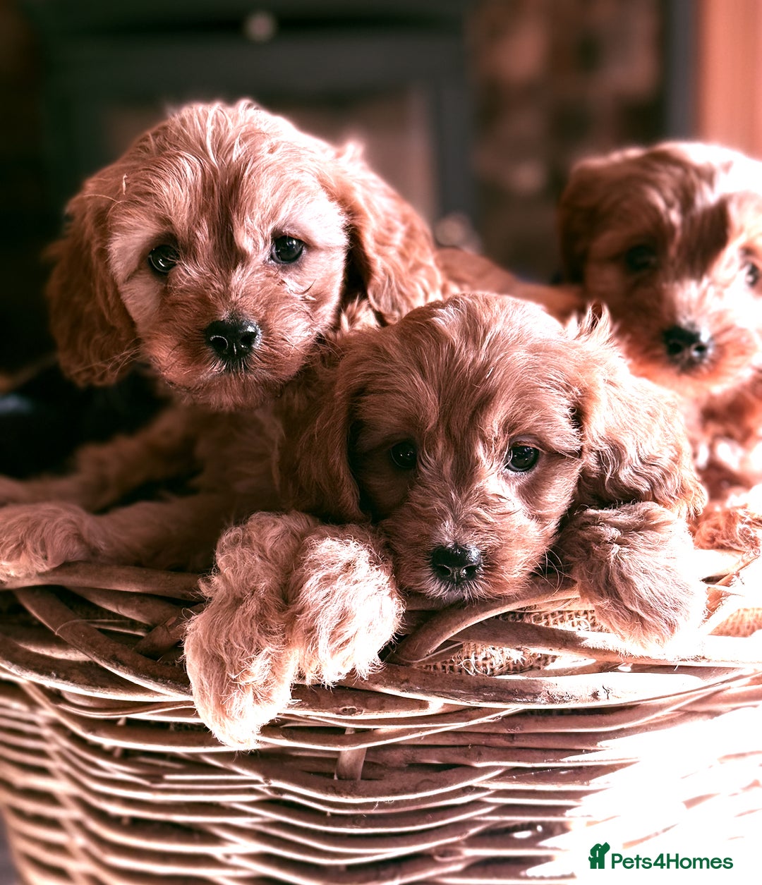 Cavapoo dogs for sale: Beautiful Cavapoo Pups  - Image 1