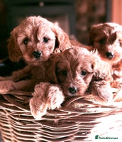 Cavapoo dogs - Advert 2