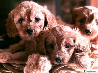 Cavapoo dogs - Advert 6