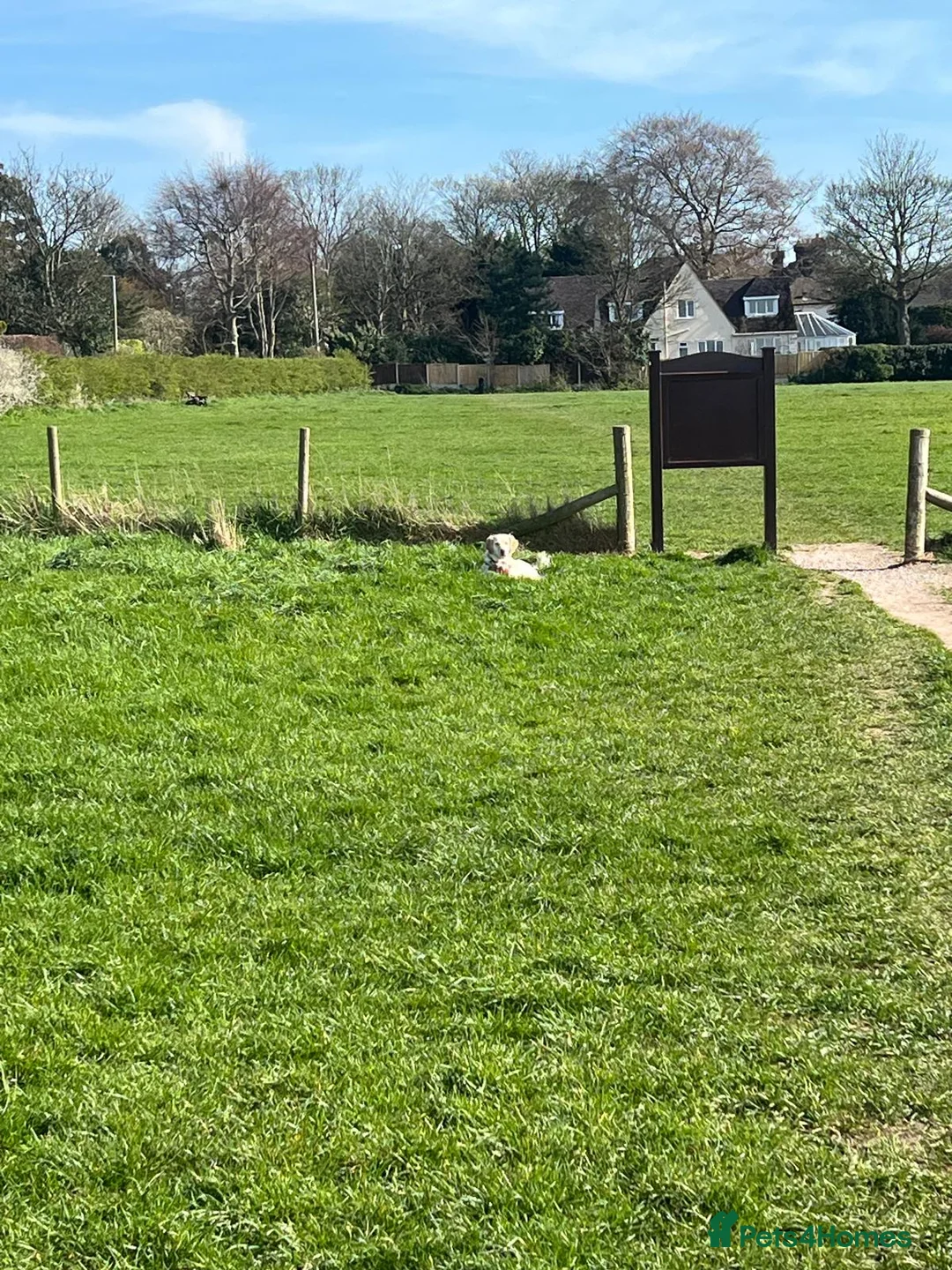 Mixed Breed rabbits for sale: 2 baby girls  Minilop/ lionhead cross - Advert 12