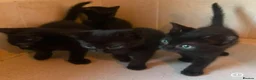 Domestic Shorthair cats for sale: Black Kittens For Sale  - Advert 7