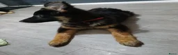 German Shepherd dogs for sale: Beautiful kc german shepherd babies - Advert 4