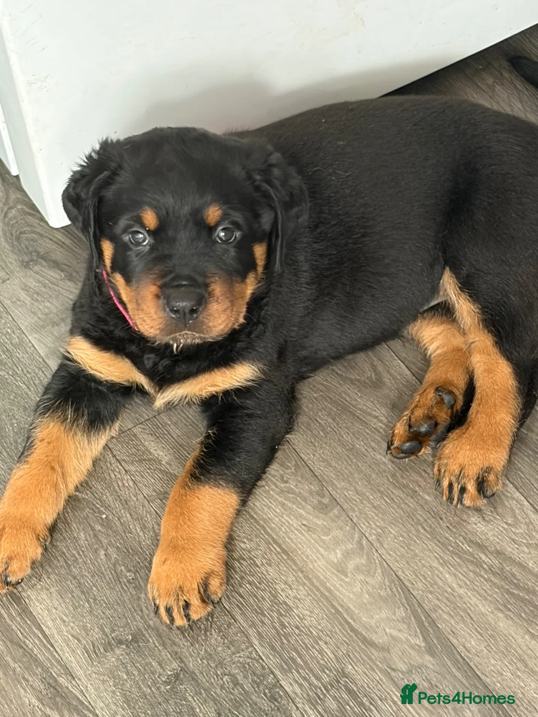Rottweiler dogs for sale: Rottweiler puppies  - Advert 2