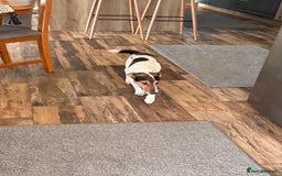 Fox Terrier dogs for adoption: Sweet Mizzo looking for LOVE - Image 22