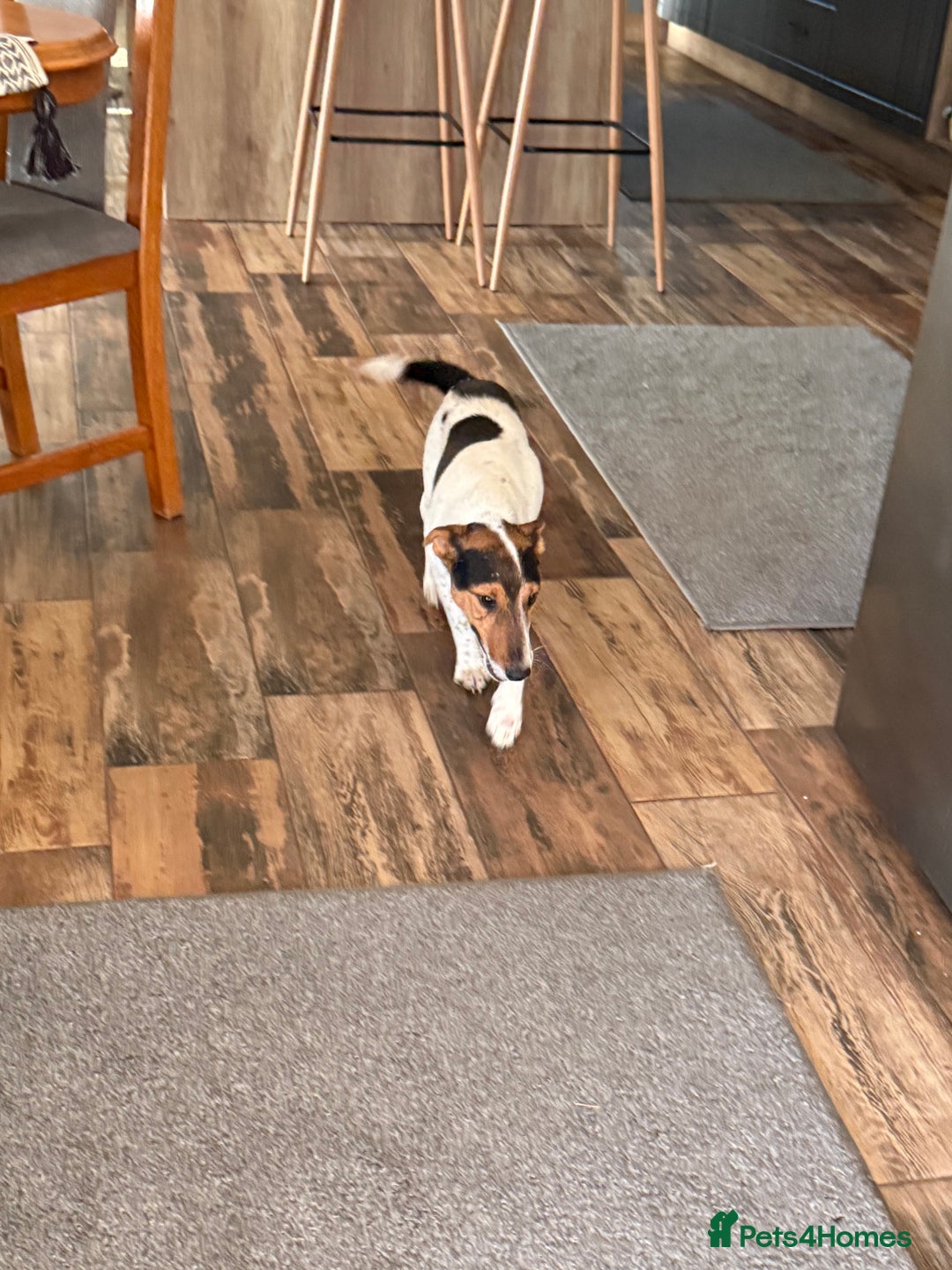 Fox Terrier dogs for adoption: Sweet Mizzo looking for LOVE - Image 22