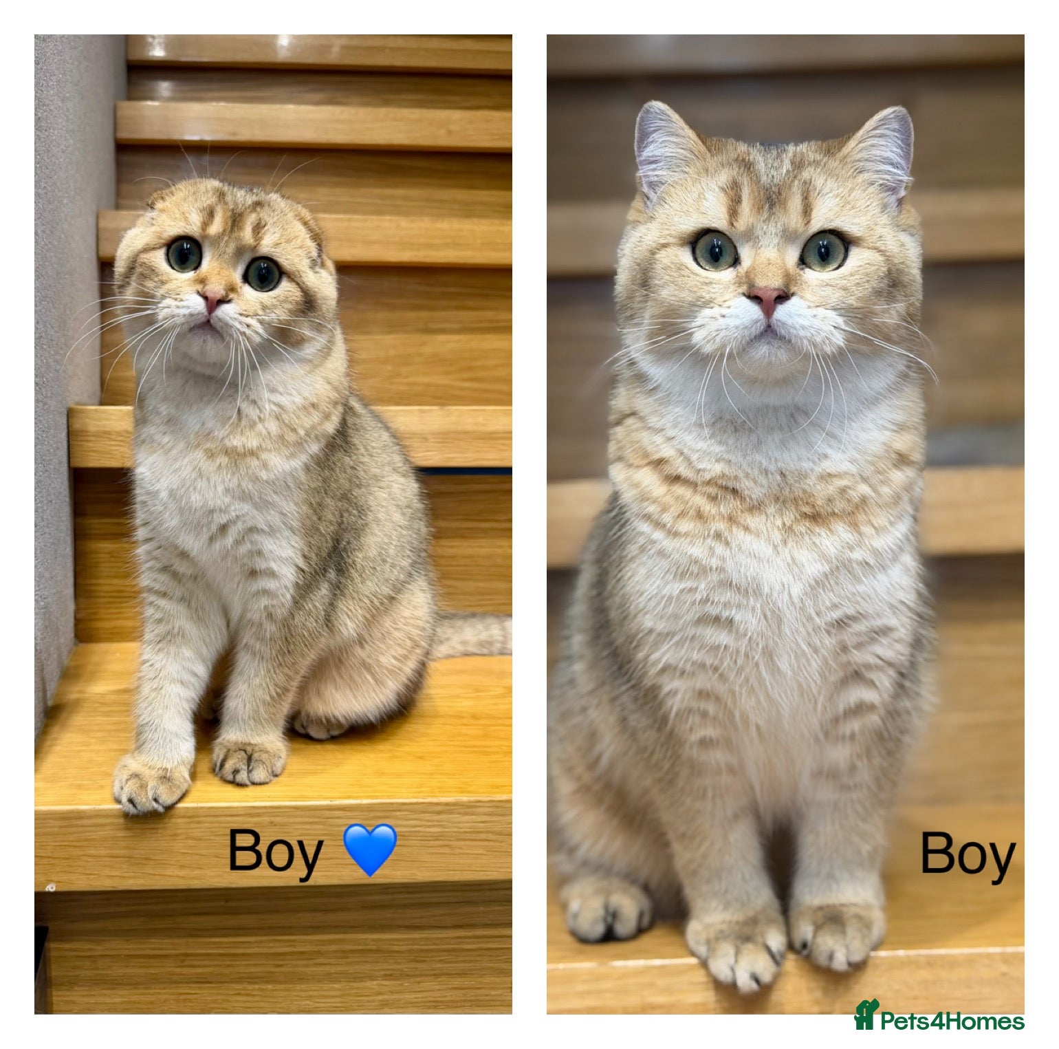 Scottish Fold cats TICA Active Golden Scottish Fold/ Straight boys - Advert 1