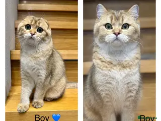 Scottish Fold cats TICA Active Golden Scottish Fold/ Straight boys - Advert 1