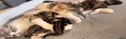 Mixed Breed cats for sale: 5 Beautiful Kittens Looking for Their Forever in Warrington - Advert 5