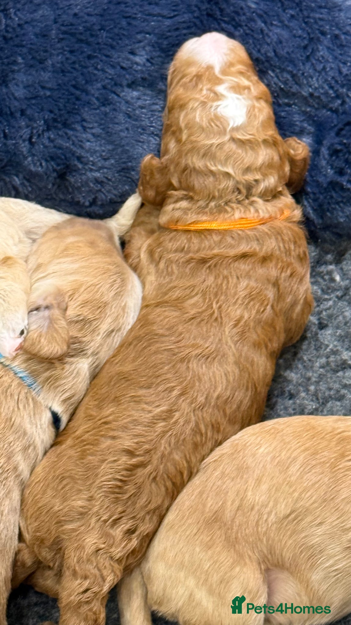 Double Doodle dogs Sunning littler of Australian Double Doodles - Advert 2
