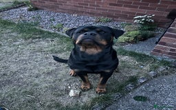 Rottweiler dogs for stud: For Stud - Image 2