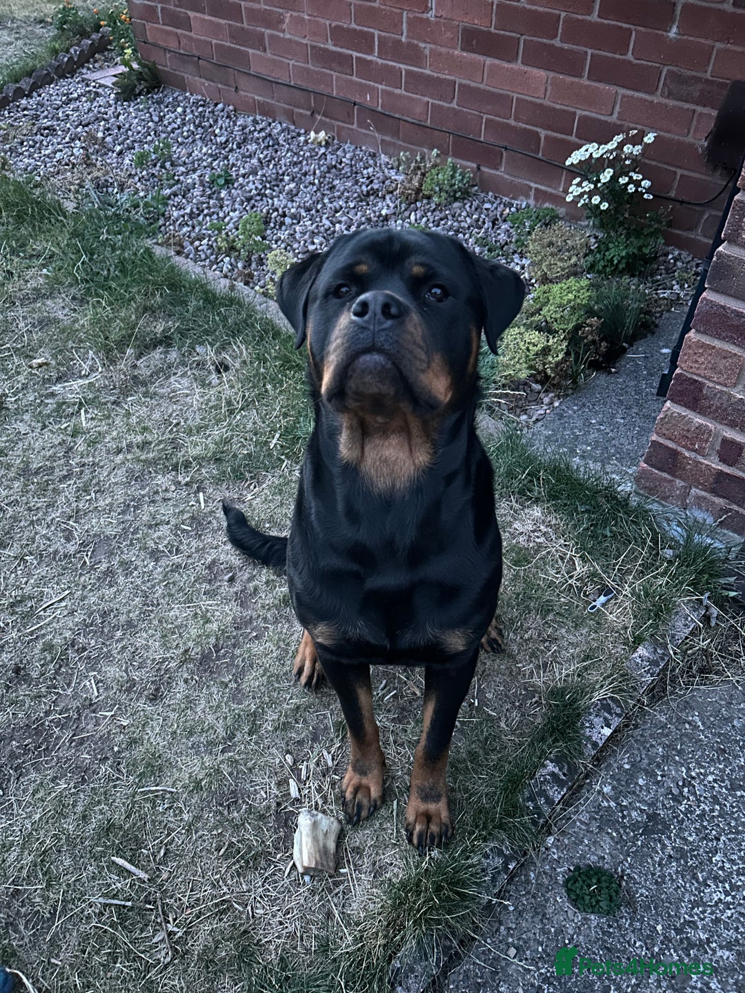 Rottweiler dogs for stud: For Stud - Image 2