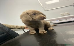 Labrador Retriever dogs for sale:  Ready for collection from today 🩶💚🩶   - Image 30