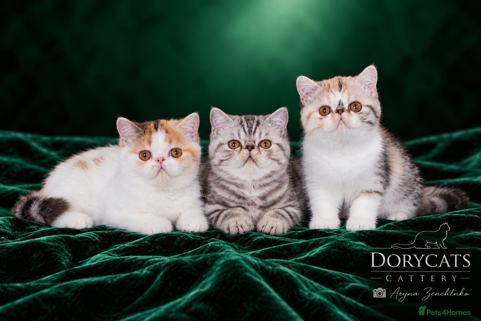 Exotic cats Gorgeous GCCF reg. kittens from Champions parents  - Advert 18