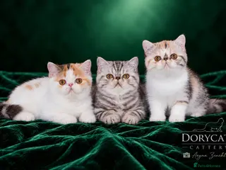 Exotic cats Gorgeous GCCF reg. kittens from Champions parents - Advert 18