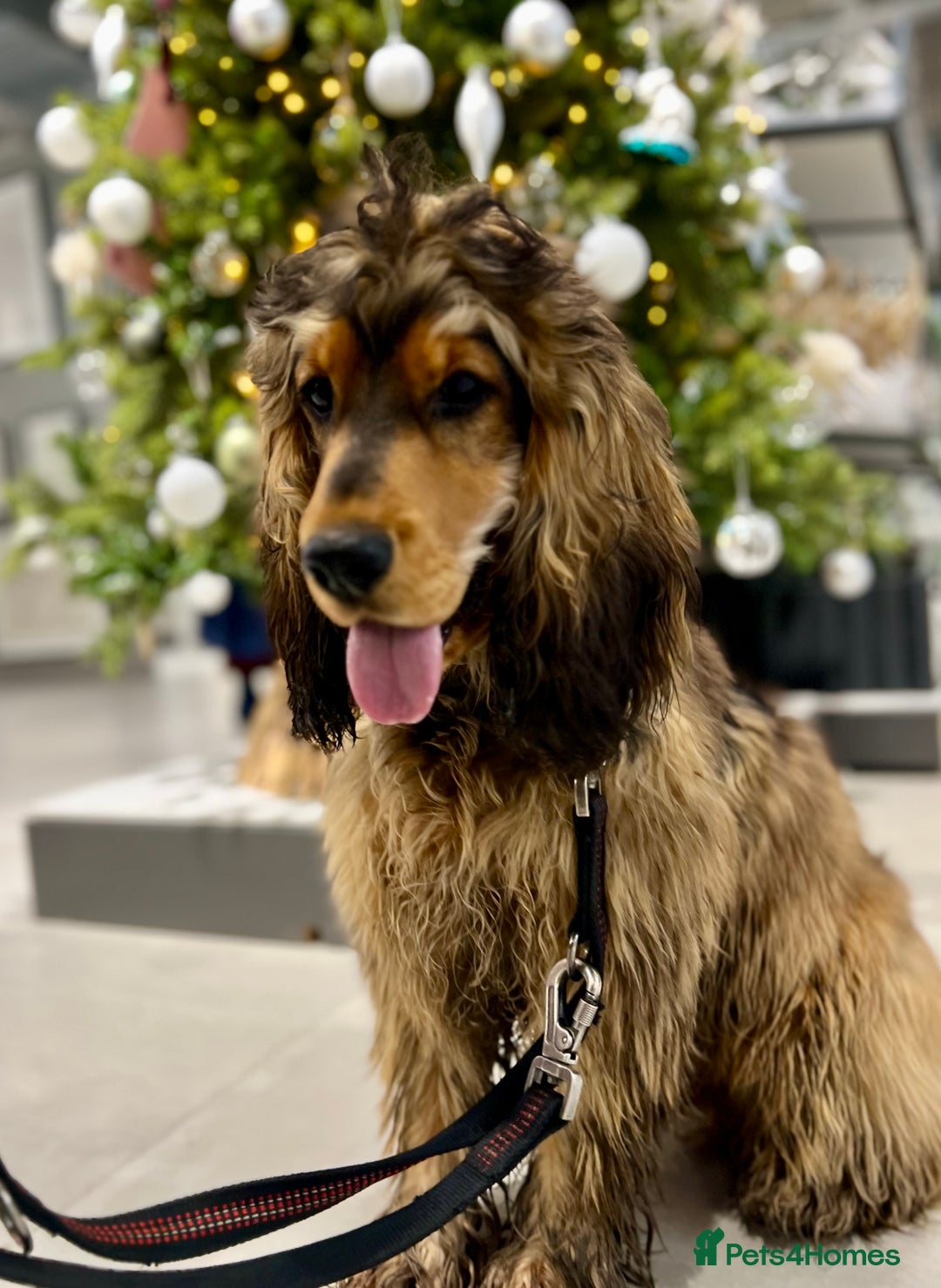 Cocker Spaniel dogs for stud: Beautiful Stud in Gloucester - Advert 9